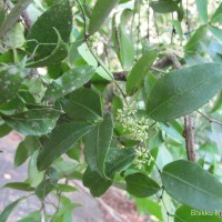 Tetrastigma nilagiricum (Miq.) B.V.Shetty